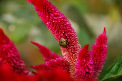 Прикрепленное изображение: bug_0086.jpg